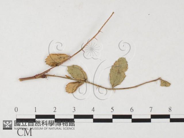 登錄號:F0026289藏品圖，第1張