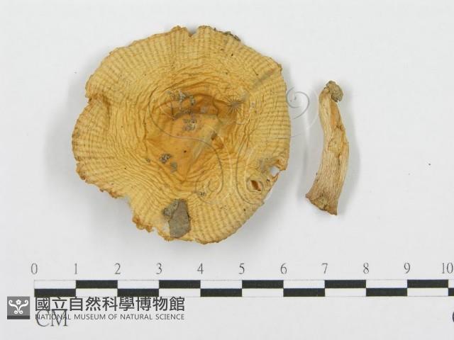 紅菇屬藏品圖，第3張
