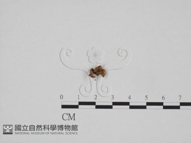 登錄號:F0024289藏品圖，第3張
