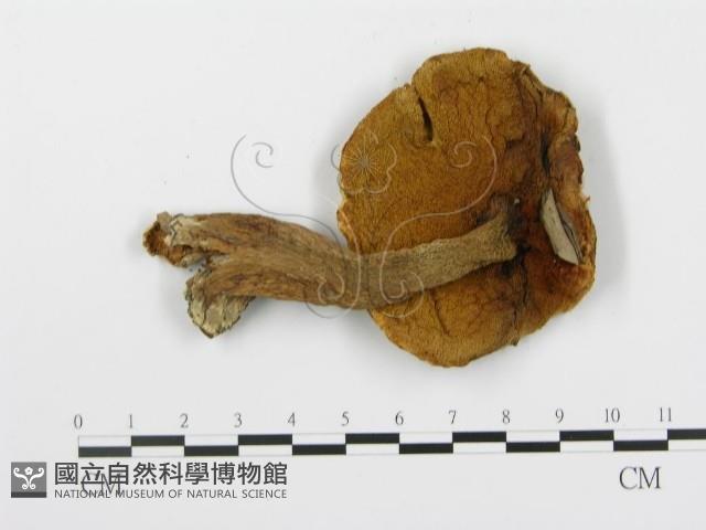 登錄號:F0014289藏品圖，第3張