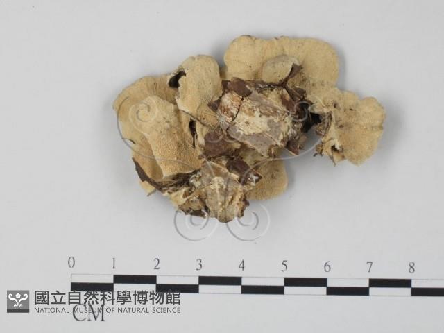 雲芝藏品圖，第3張