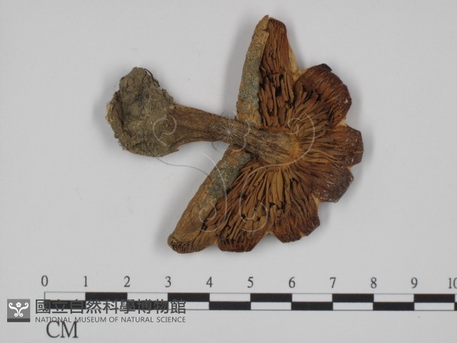 登錄號:F0002289藏品圖，第3張