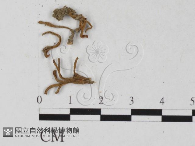 登錄號:F0027289藏品圖，第3張