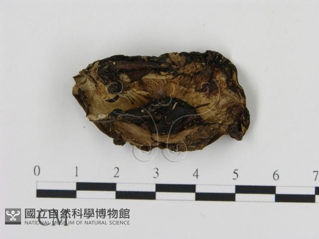 登錄號:F0017289藏品圖，第3張