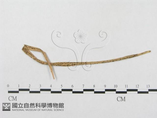 登錄號:F0019289藏品圖，第1張