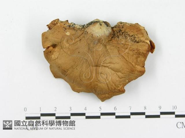 側耳屬藏品圖，第3張