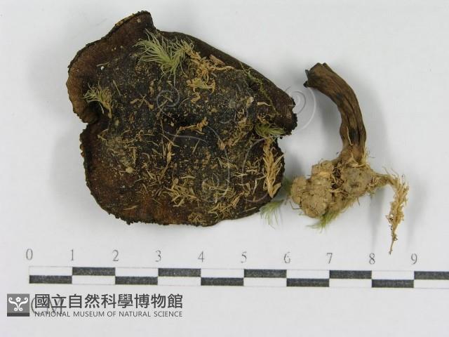 登錄號:F0013289藏品圖，第3張
