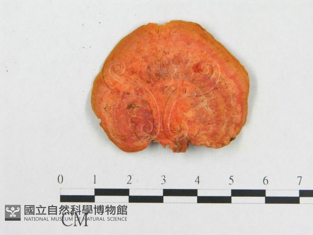 血紅密孔菌藏品圖，第3張