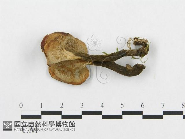登錄號:F0018889藏品圖，第1張