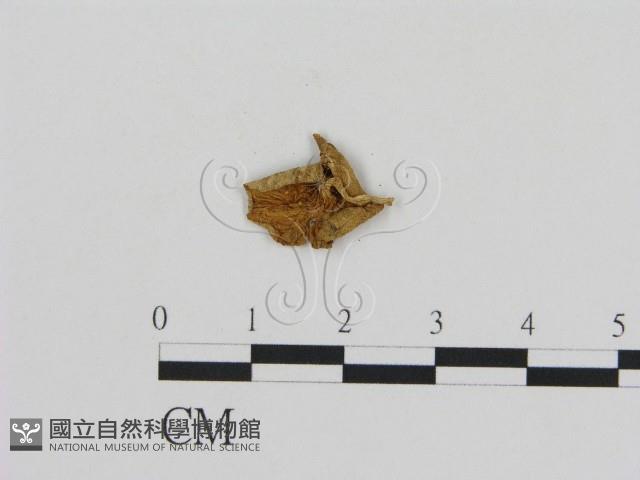登錄號:F0010889藏品圖，第3張