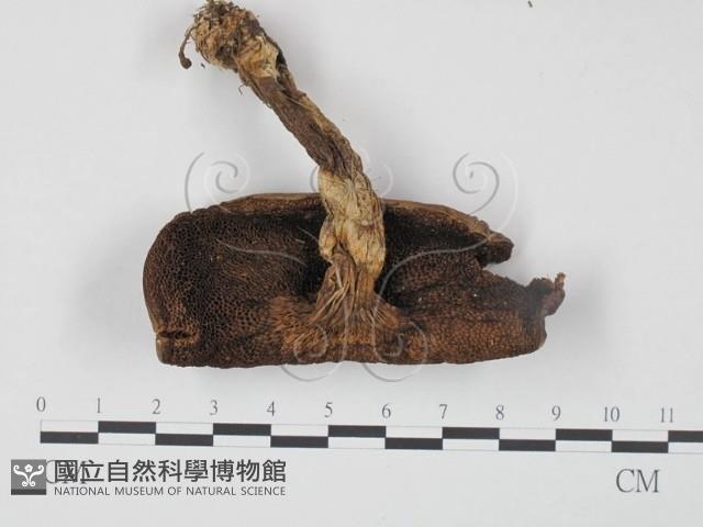 登錄號:F0021889藏品圖，第3張