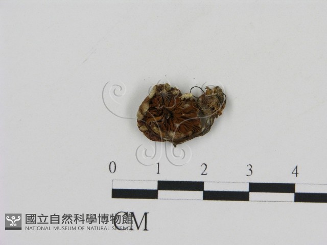 登錄號:F0001889藏品圖，第3張