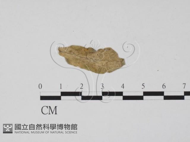 登錄號:F0011889藏品圖，第3張