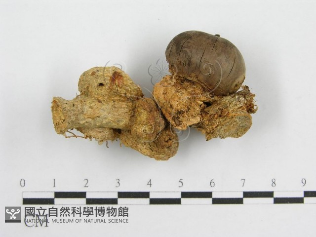 微皮傘屬藏品圖，第3張