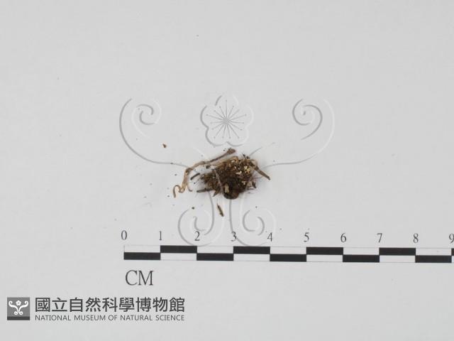 登錄號:F0012889藏品圖，第3張