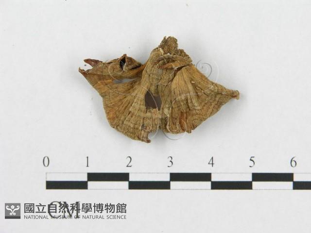 登錄號:F0007889藏品圖，第3張