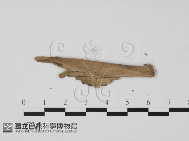 登錄號:F0017889藏品圖，第3張