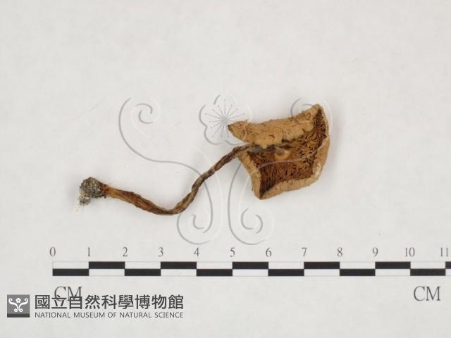 登錄號:F0025889藏品圖，第3張