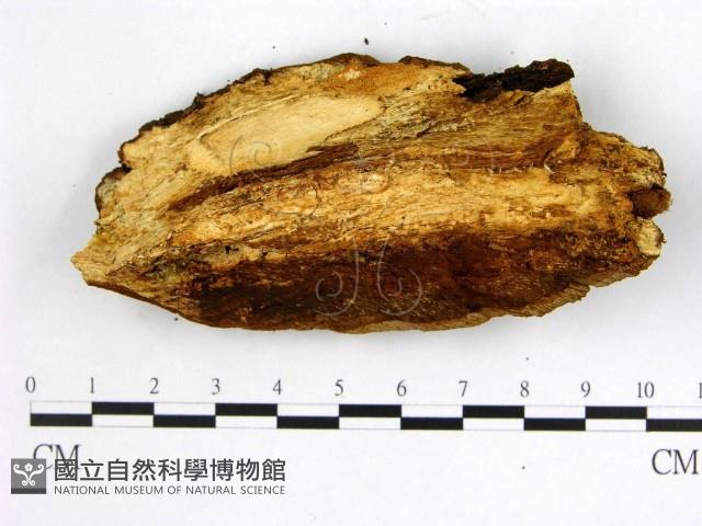 登錄號:F0005889藏品圖，第3張