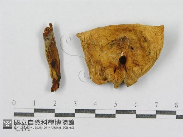 紅菇屬藏品圖，第3張