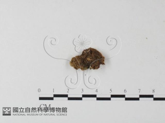 韌革菌屬藏品圖，第3張