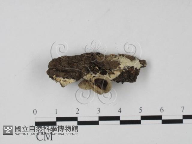 登錄號:F0013889藏品圖，第3張