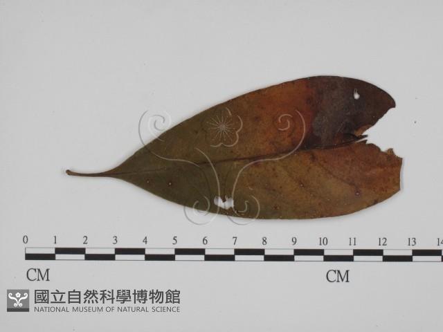 登錄號:F0018989藏品圖，第3張