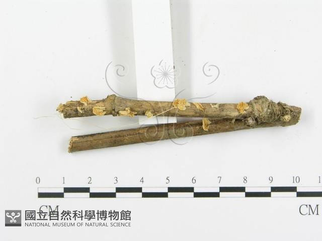 登錄號:F0010989藏品圖，第3張