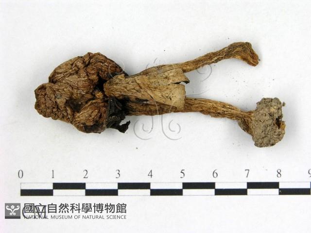 登錄號:F0021989藏品圖，第3張