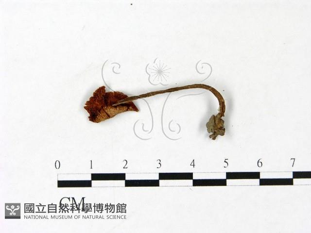 杯傘屬藏品圖，第3張