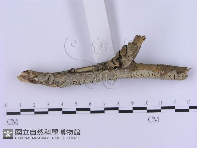 登錄號:F0002989藏品圖，第3張