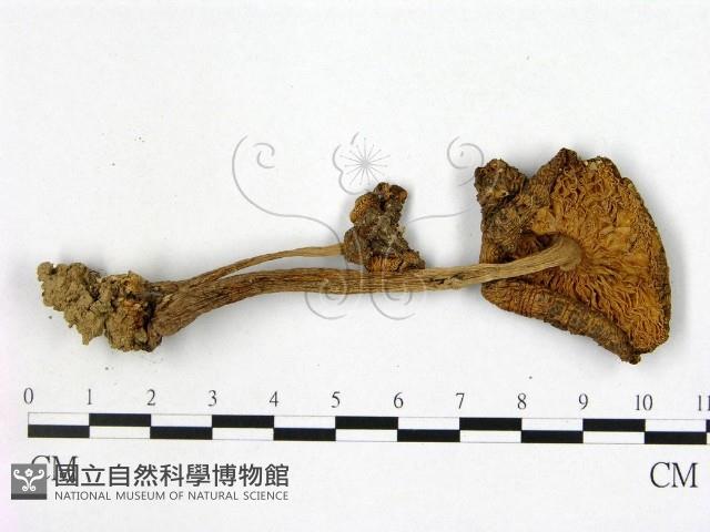 登錄號:F0012989藏品圖，第3張