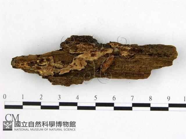 登錄號:F0005989藏品圖，第3張