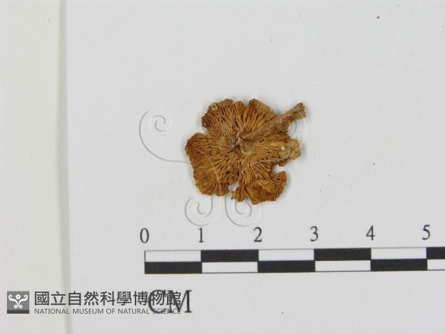 登錄號:F0015989藏品圖，第3張