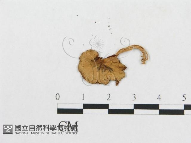 登錄號:F0009989藏品圖，第3張