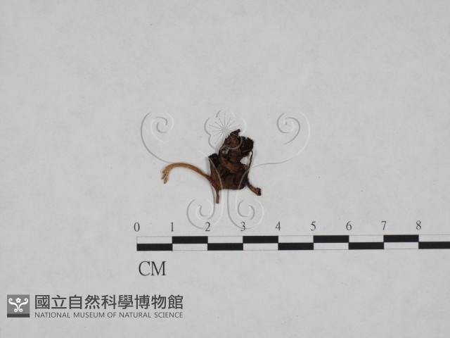 登錄號:F0023989藏品圖，第3張
