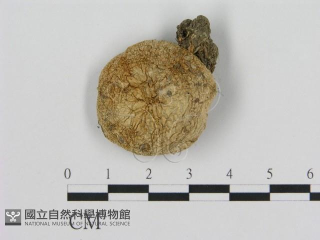 登錄號:F0013989藏品圖，第3張