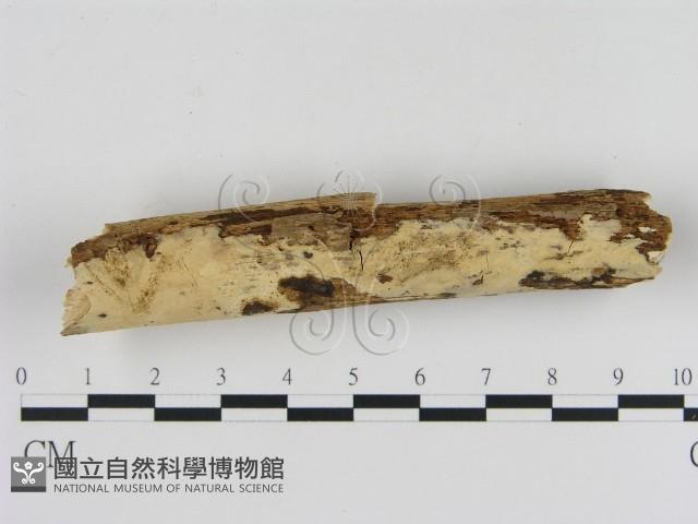 登錄號:F0008689藏品圖，第3張