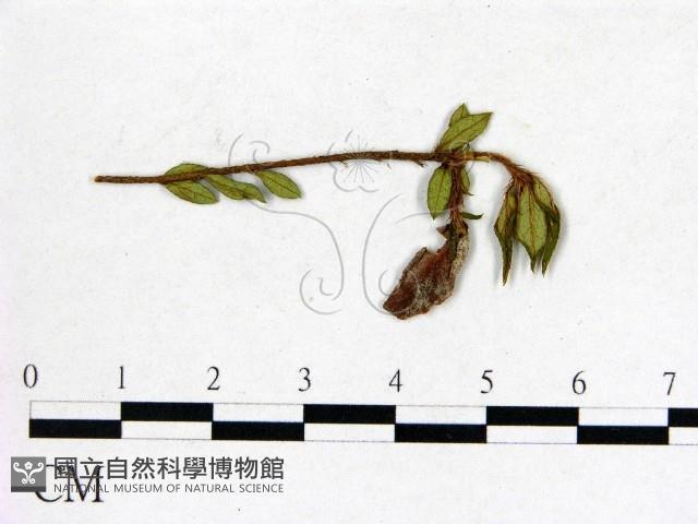 登錄號:F0020689藏品圖，第3張