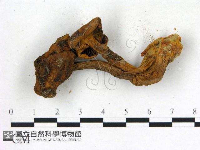 登錄號:F0010689藏品圖，第3張