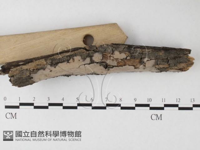 筍殼菌屬藏品圖，第3張