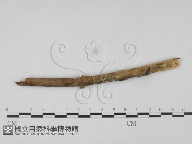 登錄號:F0021689藏品圖，第3張