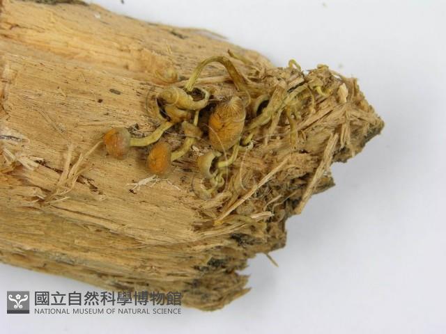 登錄號:F0001689藏品圖，第3張