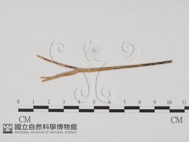 登錄號:F0011689藏品圖，第3張