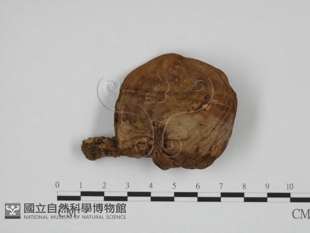 登錄號:F0024689藏品圖，第3張