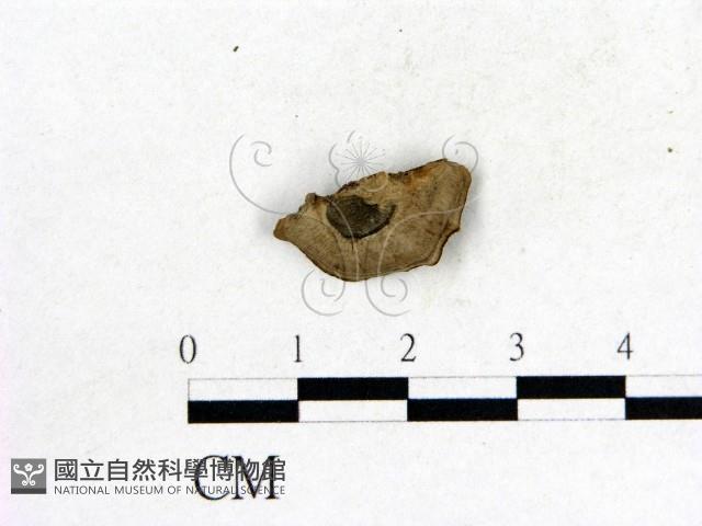 登錄號:F0014689藏品圖，第3張