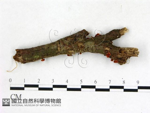 登錄號:F0022689藏品圖，第3張