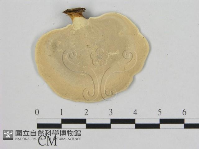 相鄰小孔菌藏品圖，第3張