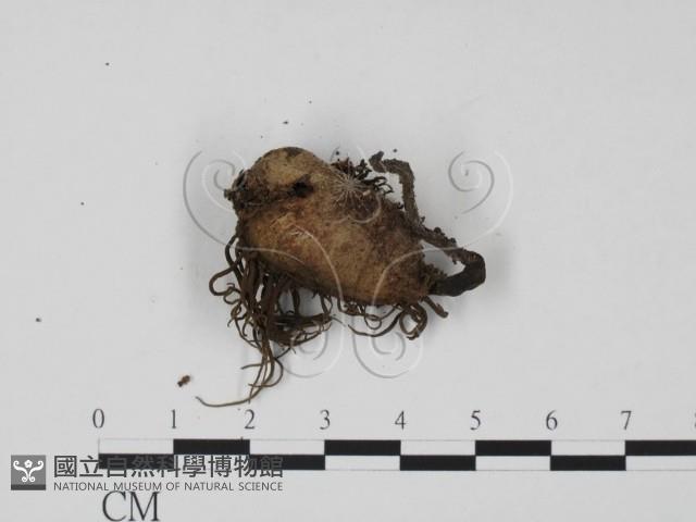 登錄號:F0007689藏品圖，第3張