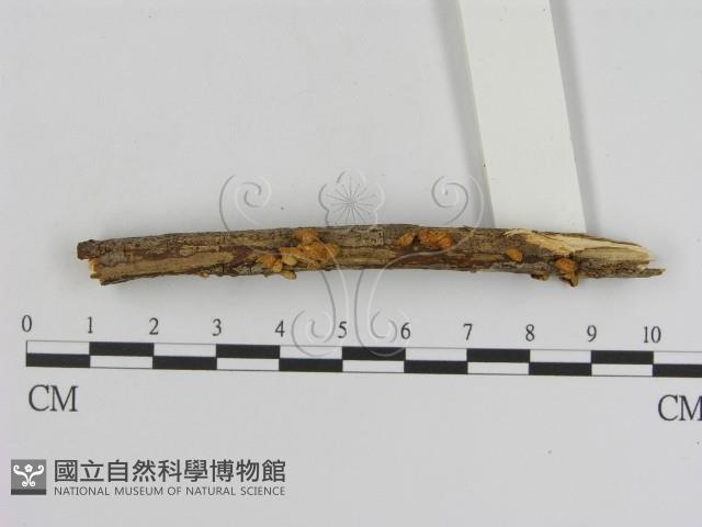 登錄號:F0015689藏品圖，第3張